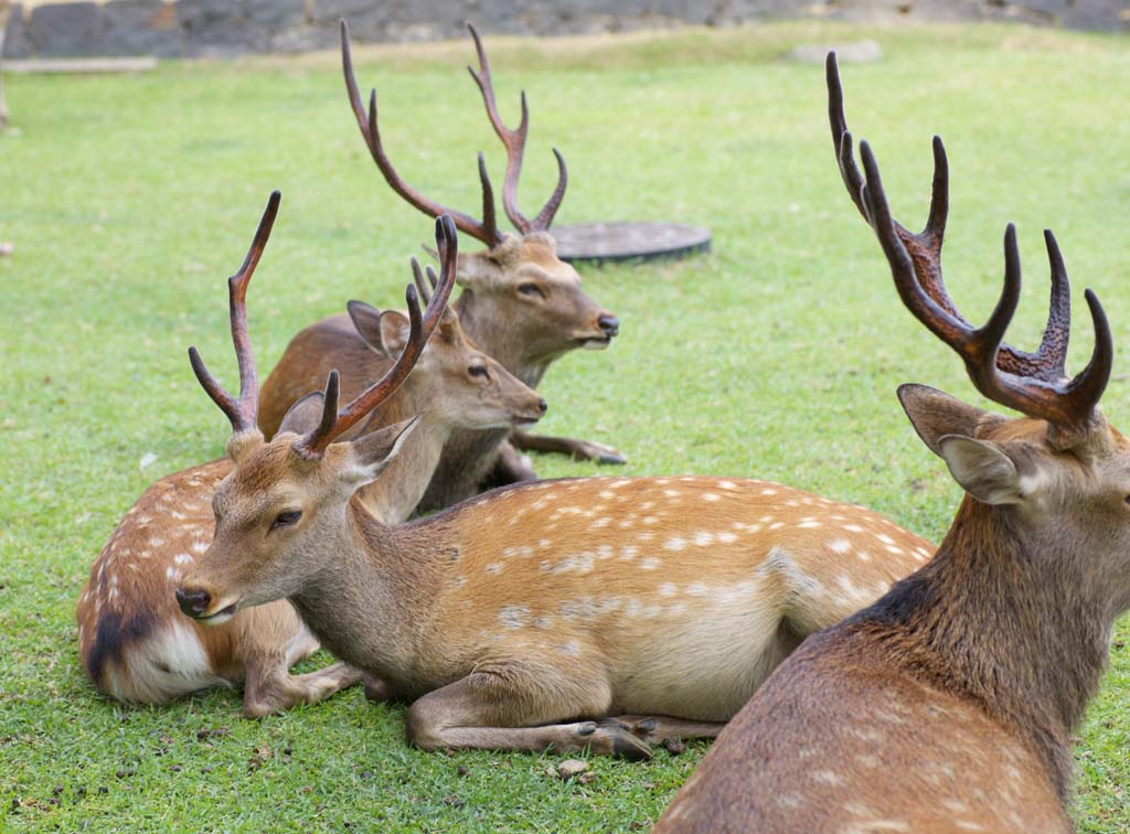 photo,material,free,landscape,picture,stock photo,Creative Commons,A deer of Nara, , deer, , horn