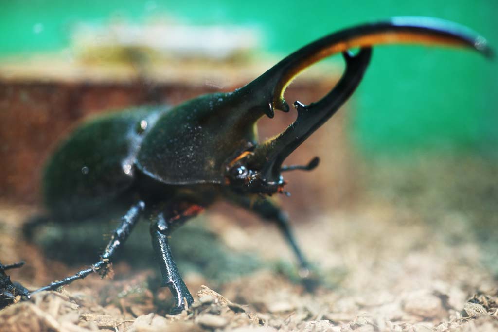 photo,material,free,landscape,picture,stock photo,Creative Commons,A beetle, beetle, , horn, corner