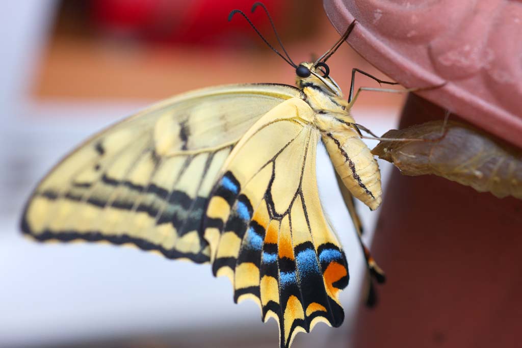 Foto, materieel, vrij, landschap, schilderstuk, bevoorraden foto,Een gemeenschappelijk geel swallowtail, Vlinder, , , Fosfor gruis