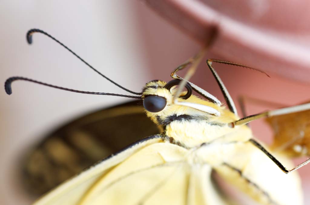 Foto, materiell, befreit, Landschaft, Bild, hat Foto auf Lager,Ein gewhnlicher gelber Schwalbenschwanz, Schmetterling, , , Zusammengesetzte Augen