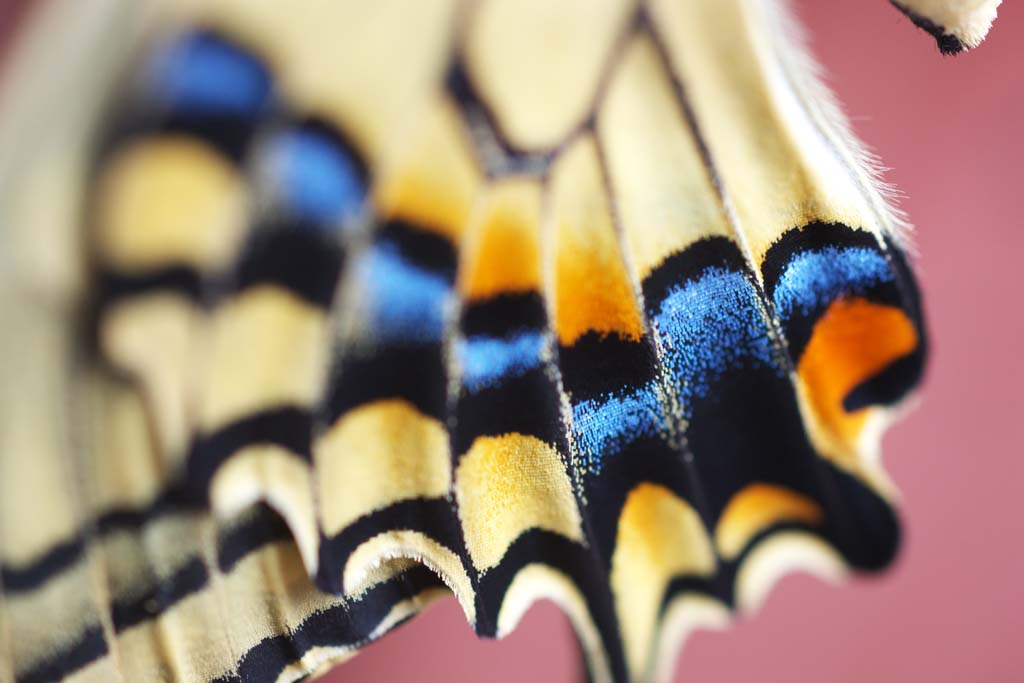 Foto, materieel, vrij, landschap, schilderstuk, bevoorraden foto,Een gemeenschappelijk geel swallowtail, Vlinder, , , Fosfor gruis