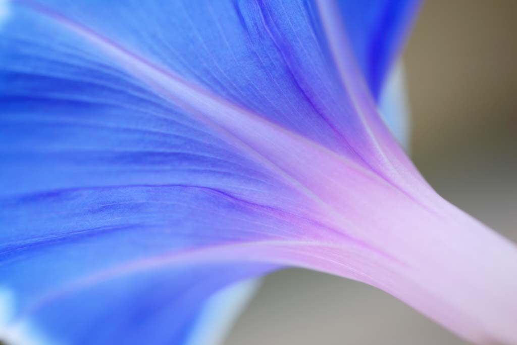 photo,material,free,landscape,picture,stock photo,Creative Commons,The nape of the morning glory, morning glory, , , petal