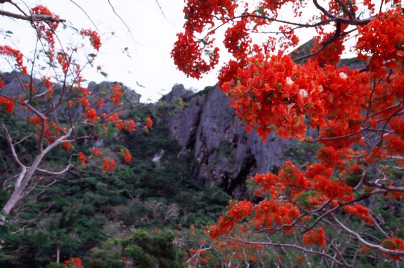 foto,tela,gratis,paisaje,fotografa,idea,Rojo tristeza., Flor, Color azul, , 