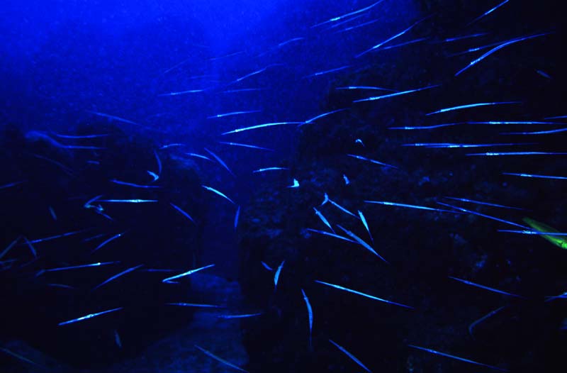 fotografia, materiale, libero il panorama, dipinga, fotografia di scorta,Scuola blu, pesce, blu, , 