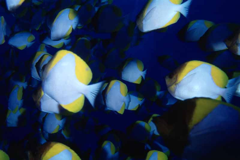 foto,tela,gratis,paisaje,fotografa,idea,Lleno de peces., Peces, Color azul, , 