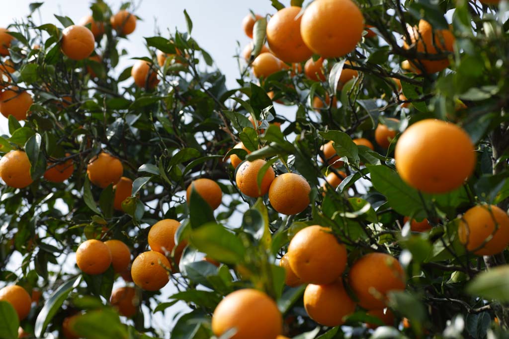 foto,tela,gratis,paisaje,fotografa,idea,Una naranja de hassaku, Frutas ctricas, , Fruta, Mandarn naranja