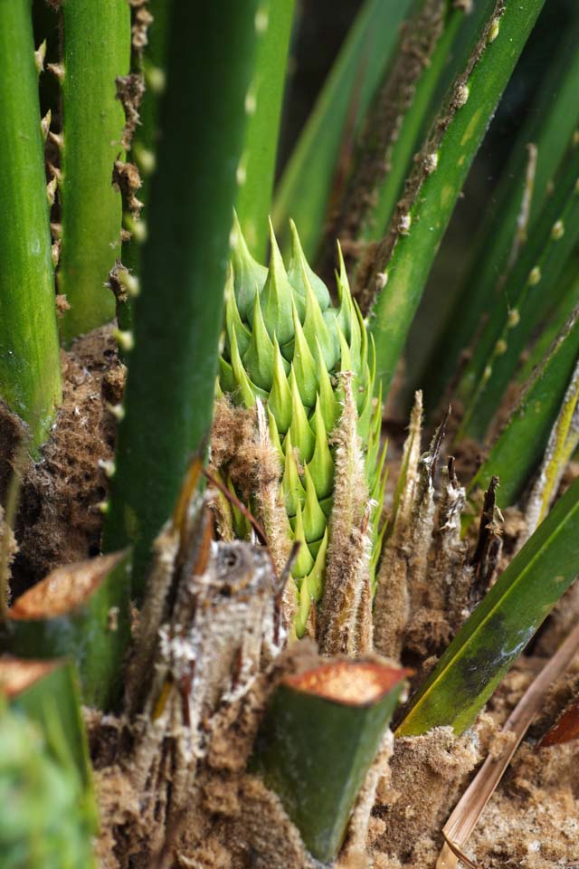 Foto, materieel, vrij, landschap, schilderstuk, bevoorraden foto,Jonge bloeiend kiemplant, Zuidelijk land, Palm, Bloeiend kiemplant, Knop