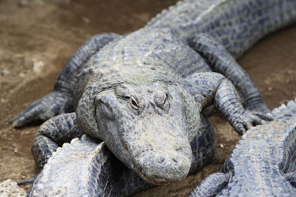 Foto, materieel, vrij, landschap, schilderstuk, bevoorraden foto,Mississippi krokodil, Krokodil, , , Reptielen