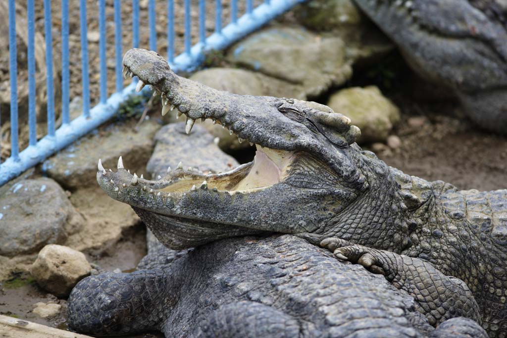 Foto, materiell, befreit, Landschaft, Bild, hat Foto auf Lager,Siam-Krokodil, Krokodil, , , Reptilien