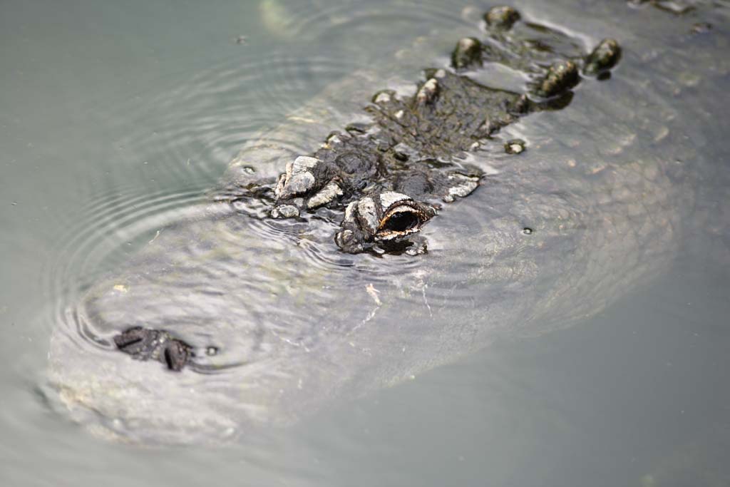 photo,material,free,landscape,picture,stock photo,Creative Commons,The quiet aim of the crocodile, crocodile, , , Reptiles