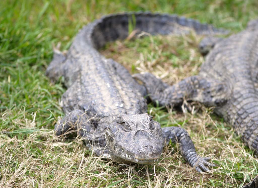 photo, la matire, libre, amnage, dcrivez, photo de la rserve,Marmonnez caiman Hilo, crocodile, , , Reptiles