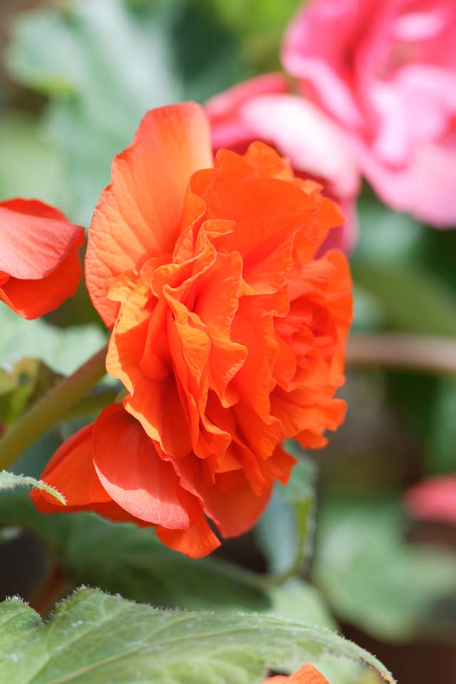 fotografia, materiale, libero il panorama, dipinga, fotografia di scorta,Una begonia rossa, begonia, begonia bulbo-relativa, petalo, La zona tropicale