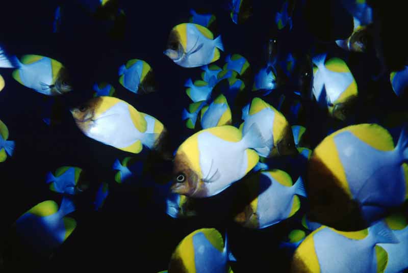 photo,material,free,landscape,picture,stock photo,Creative Commons,School of fish, fish, blue, , 