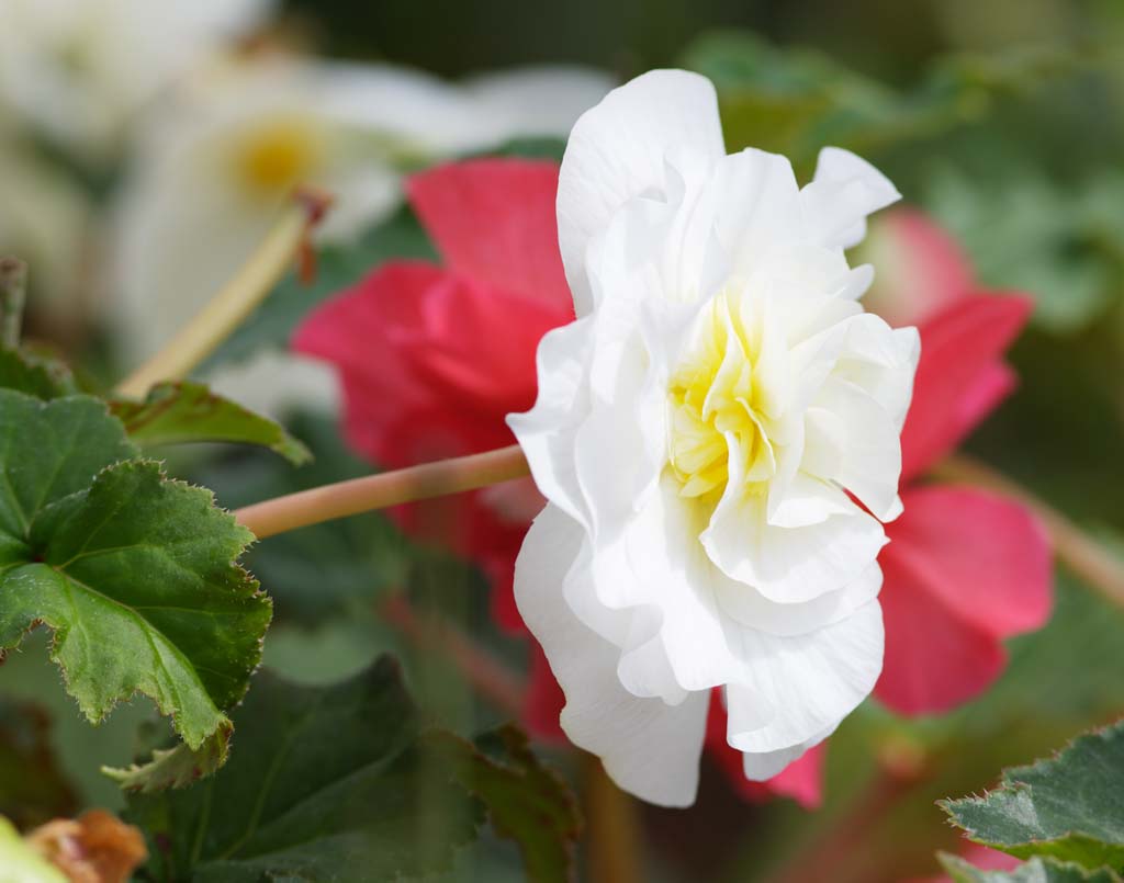 Foto, materieel, vrij, landschap, schilderstuk, bevoorraden foto,Een blanke Begonia, Begonia, Gloeilamp-aanverwante Begonia, Kroonblad, De tropische zone