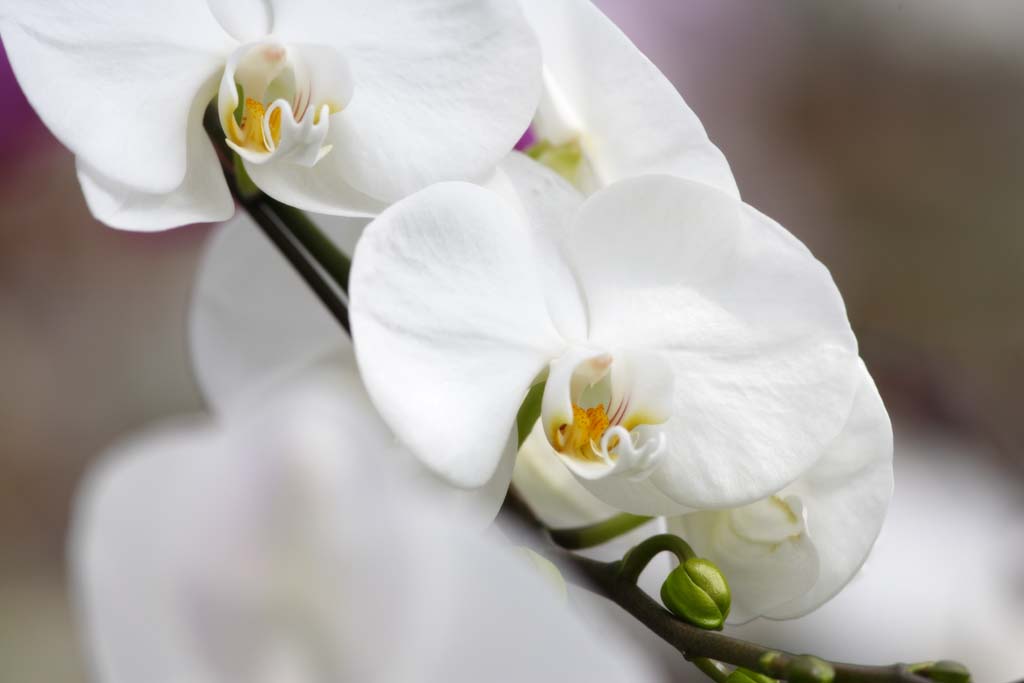 fotografia, materiale, libero il panorama, dipinga, fotografia di scorta,Graminifolia di Orchis, Un'orchidea, , , Graminifolia di Orchis