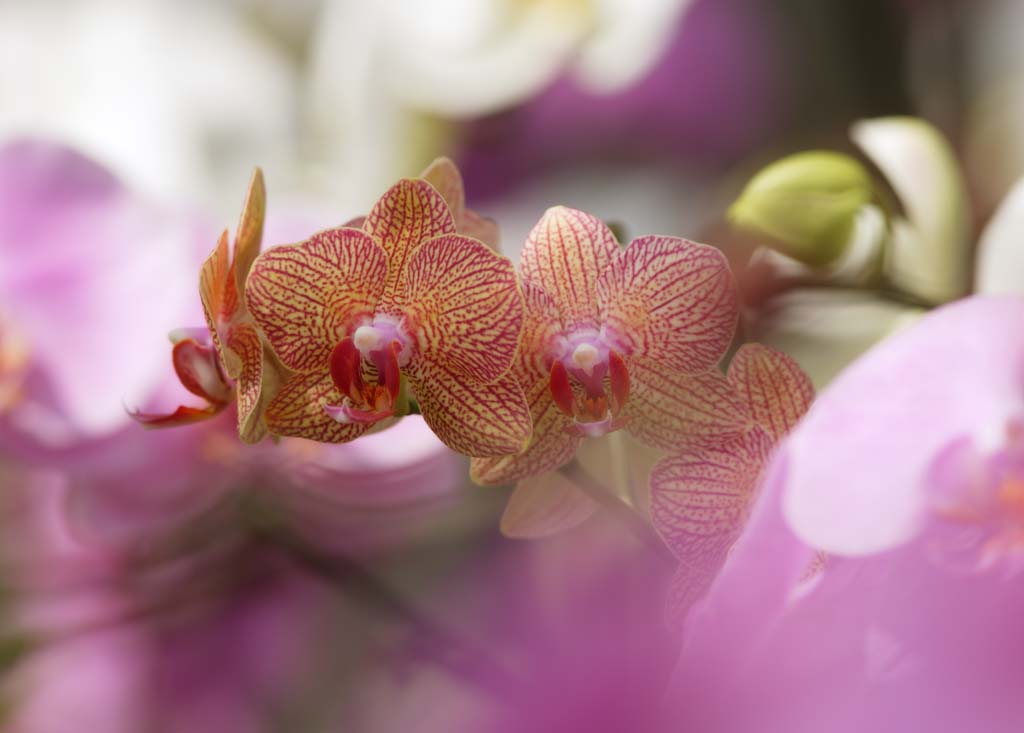 Foto, materiell, befreit, Landschaft, Bild, hat Foto auf Lager,Orchis graminifolia, Eine Orchidee, , , Orchis graminifolia