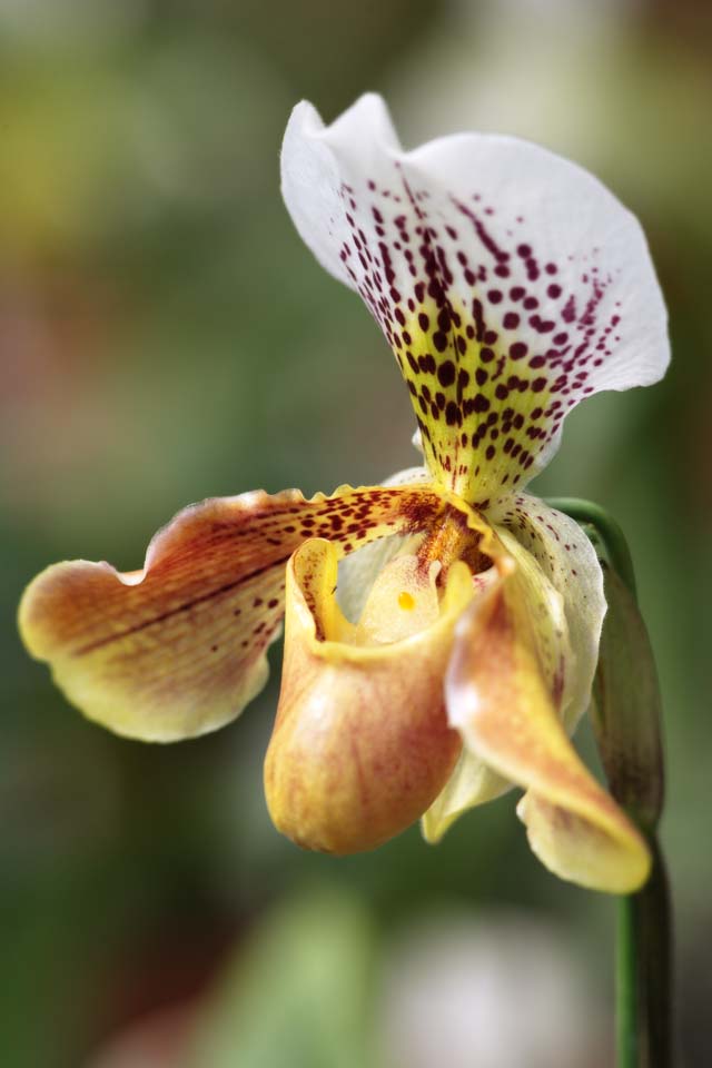 fotografia, materiale, libero il panorama, dipinga, fotografia di scorta,Paphiopedilum, Un'orchidea, , , 