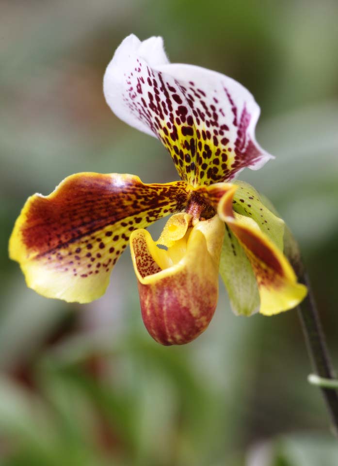 foto,tela,gratis,paisaje,fotografa,idea,Paphiopedilum, Una orqudea, , , 