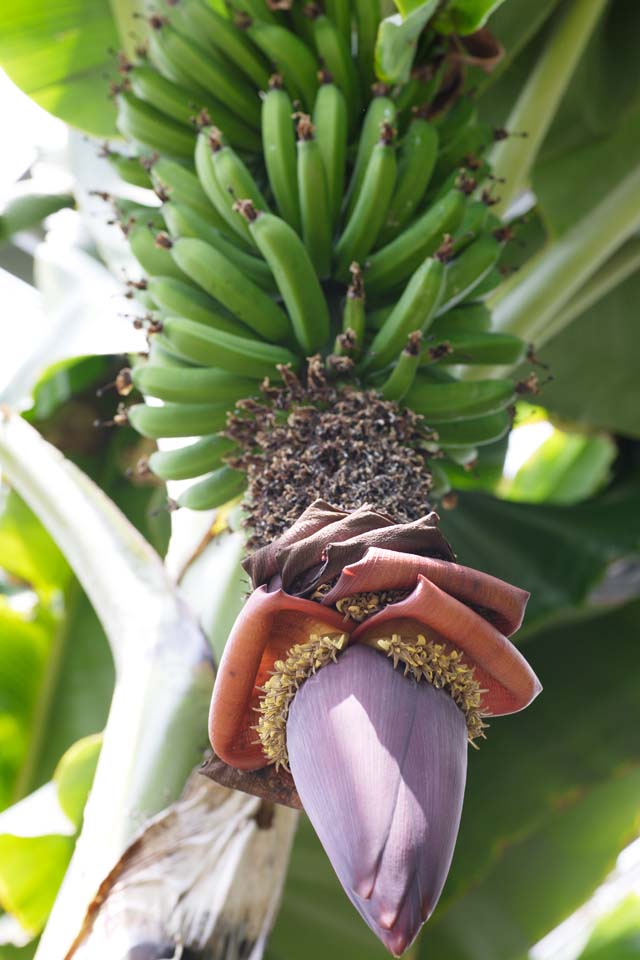 Foto, materiell, befreit, Landschaft, Bild, hat Foto auf Lager,Die Blume der Banane, Frucht, Banane, , Tropisch