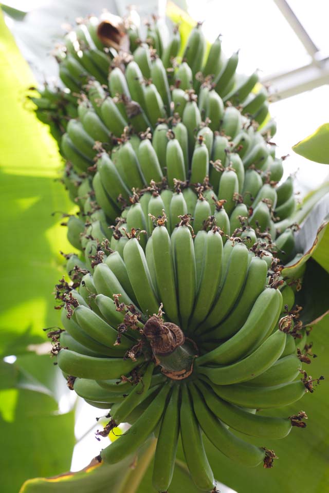 Foto, materieel, vrij, landschap, schilderstuk, bevoorraden foto,De bundel van de banaan, Vrucht, Banaan, , Tropisch