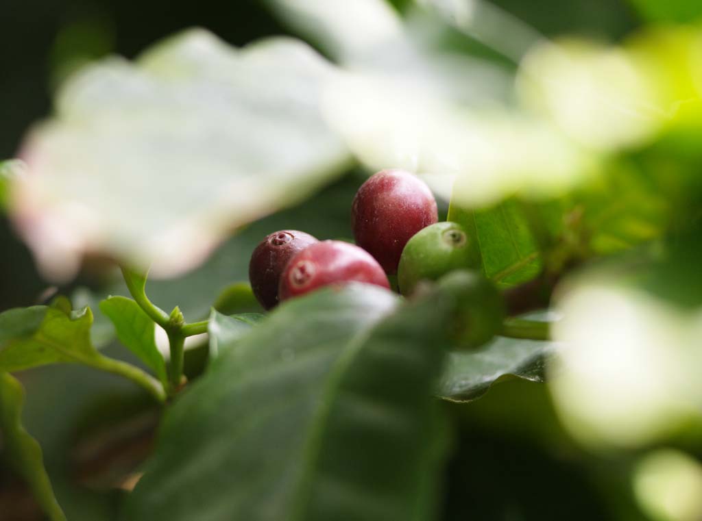 photo,material,free,landscape,picture,stock photo,Creative Commons,Coffee berry, Coffee, , Luxury goods, Tropical