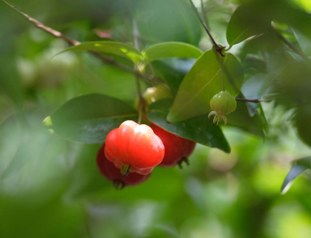 fotografia, material, livra, ajardine, imagine, proveja fotografia,Eugenia uniflora, Fruta, Vermelho, pas sulista, Tropical