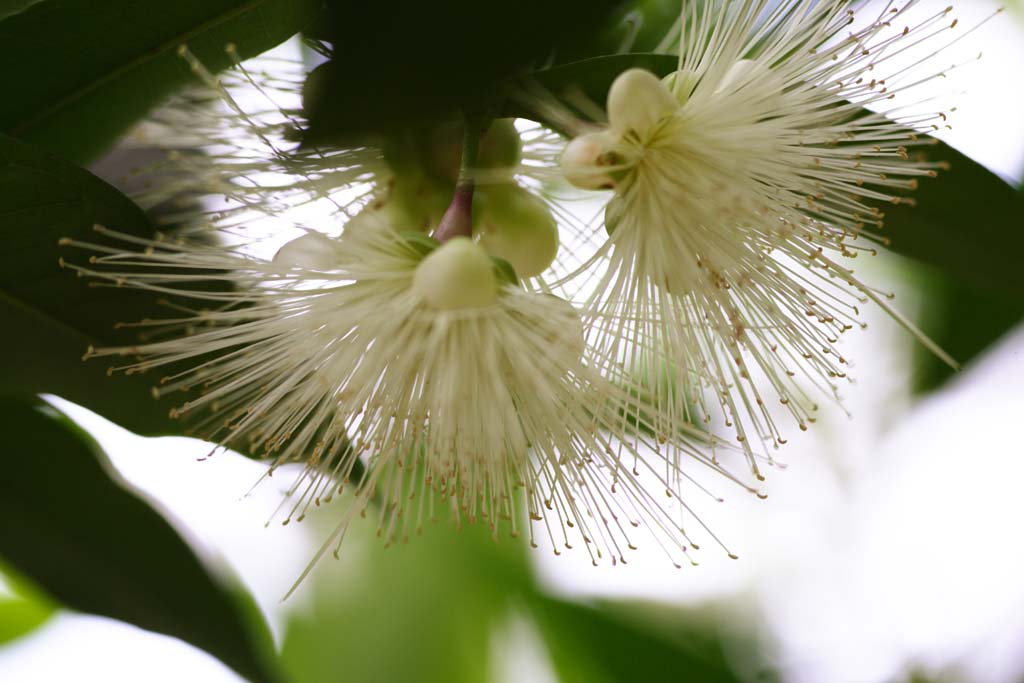 photo, la matire, libre, amnage, dcrivez, photo de la rserve,Une fleur de jambos Syzygium, pomme rose, Myrtle famille, La zone tropique, Tropique