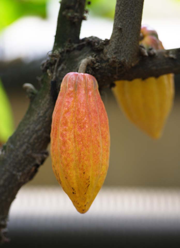 fotografia, materiale, libero il panorama, dipinga, fotografia di scorta,Un cacao, trota di cacao, Burro di cacao, Polvere di cacao, Cioccolato