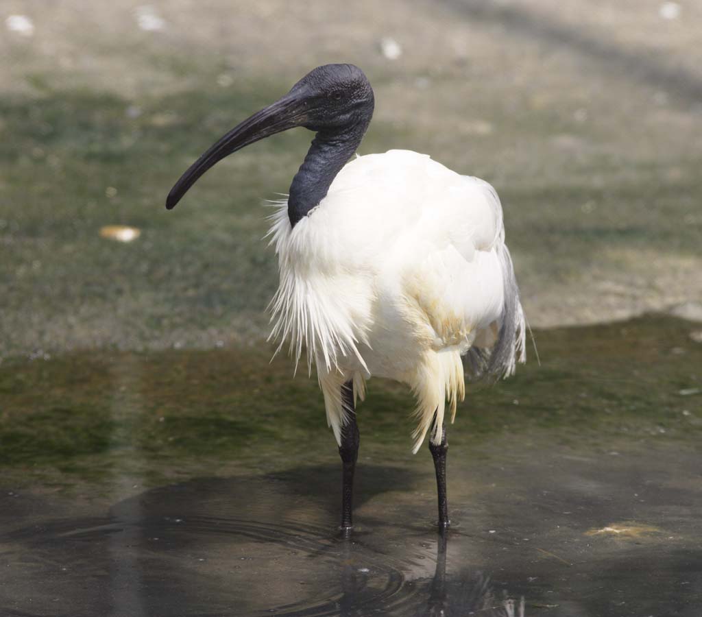 photo, la matire, libre, amnage, dcrivez, photo de la rserve,Un japonais noir a atteint le sommet l'ibis, oiseau sauvage, berge, oiseau migrateur, billet