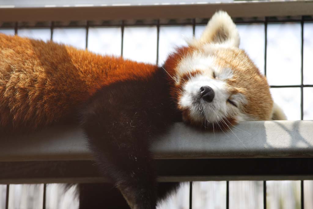 fotografia, materiale, libero il panorama, dipinga, fotografia di scorta,Il pomeriggio del pisolino, panda, , panda rosso, pisolino