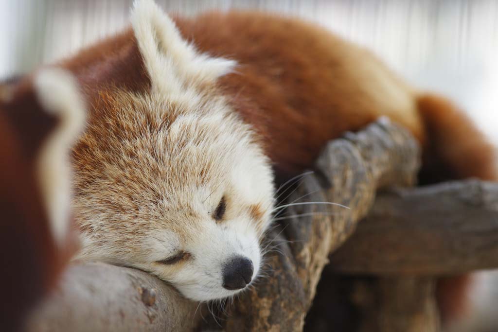 Foto, materiell, befreit, Landschaft, Bild, hat Foto auf Lager,Der Nachmittag des Schlfchens, Panda, , roter Panda, Schlfchen