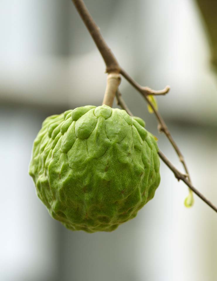 Foto, materieel, vrij, landschap, schilderstuk, bevoorraden foto,Sweetsop, Vlees van de vrucht, Vrucht, , Etenswaar