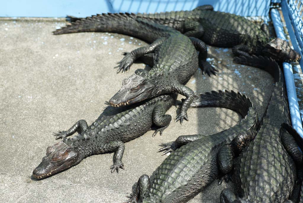 fotografia, materiale, libero il panorama, dipinga, fotografia di scorta,Un caiman brasiliano , coccodrillo, , , Rettili