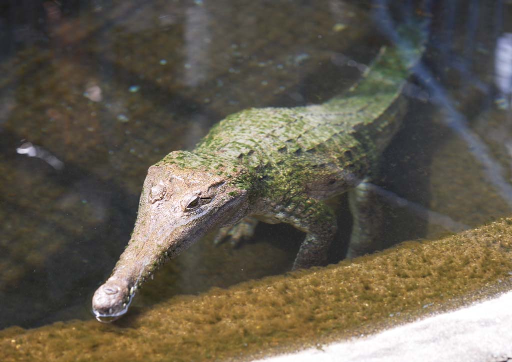 Foto, materiell, befreit, Landschaft, Bild, hat Foto auf Lager,Malaysia gavial, Krokodil, , , Reptilien