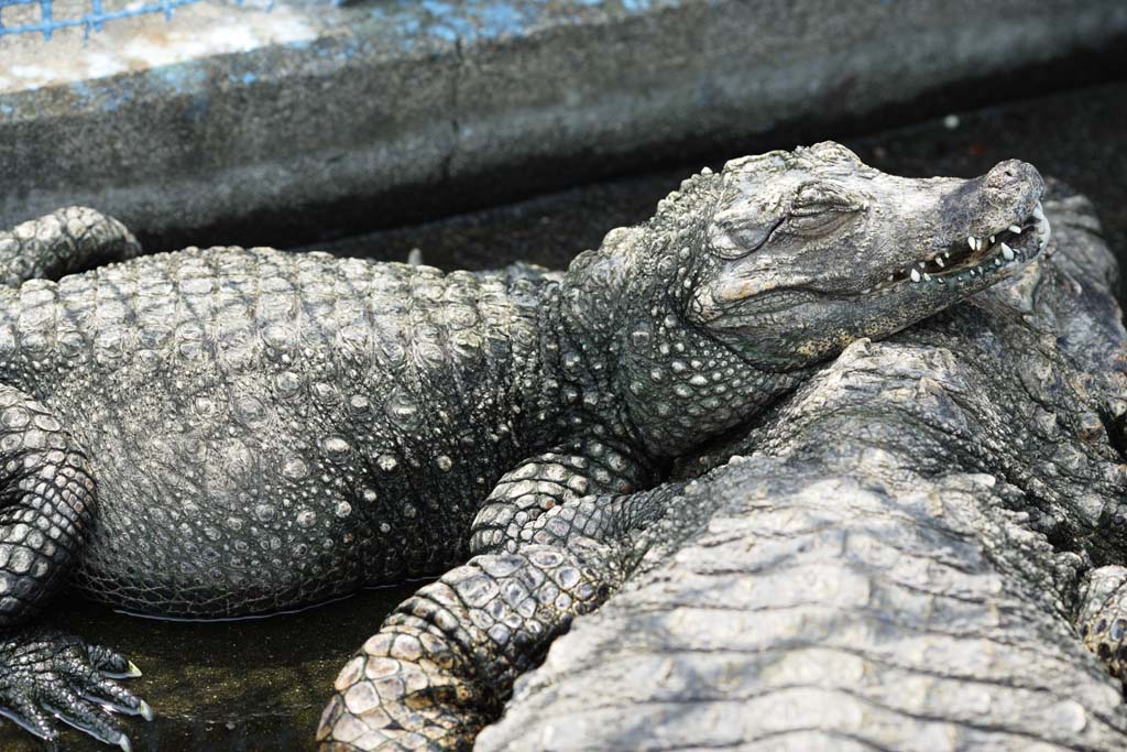 Foto, materiell, befreit, Landschaft, Bild, hat Foto auf Lager,Ein Schlfchenkrokodil, Krokodil, , , Reptilien