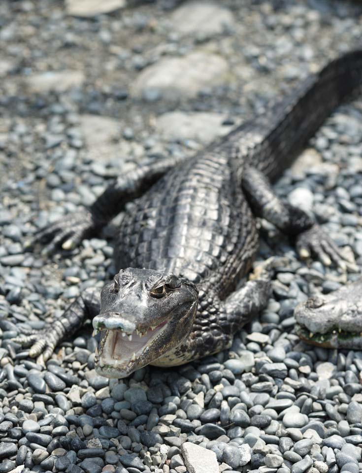 Foto, materieel, vrij, landschap, schilderstuk, bevoorraden foto,Cobi Tokay man, Krokodil, , , Reptielen