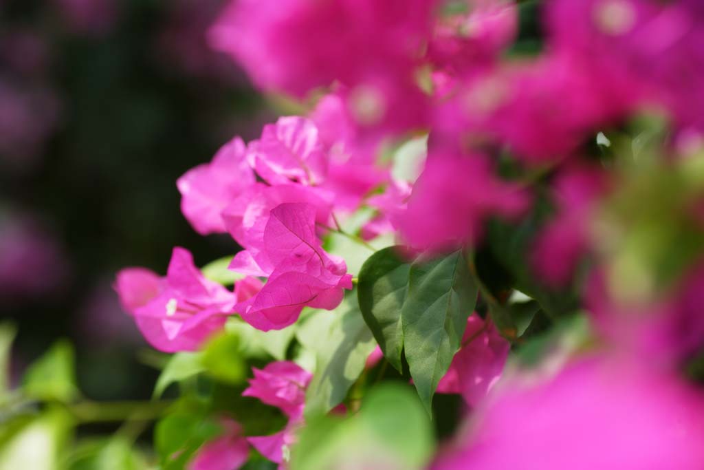 photo, la matire, libre, amnage, dcrivez, photo de la rserve,Un bougainvillaea, bougainvillaea, La zone tropique, Tropique, Je suis magnifique