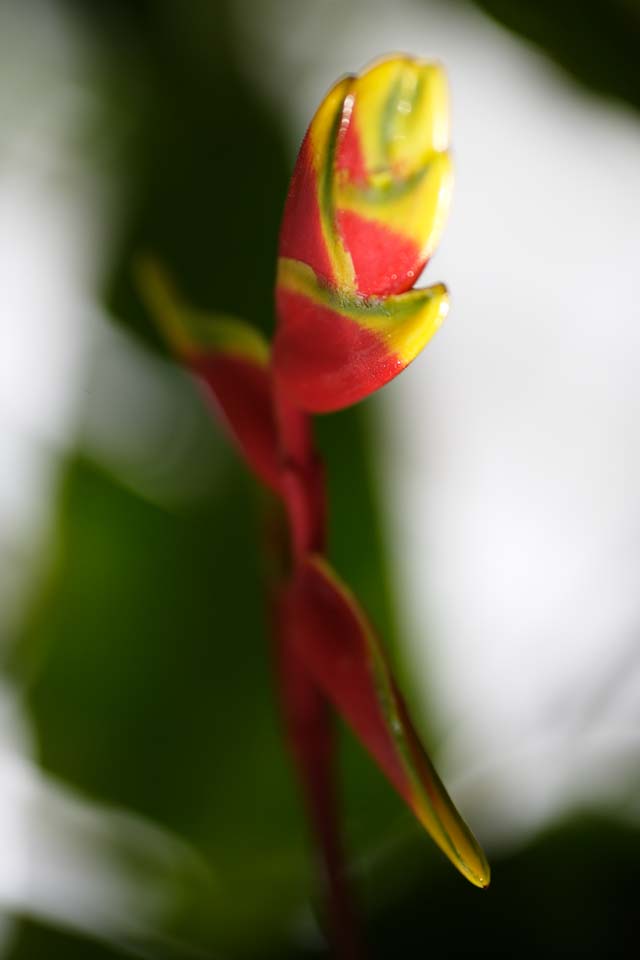 photo, la matire, libre, amnage, dcrivez, photo de la rserve,Heliconia ROSUTORATA, Rouge, La zone tropique, Tropique, Je suis magnifique