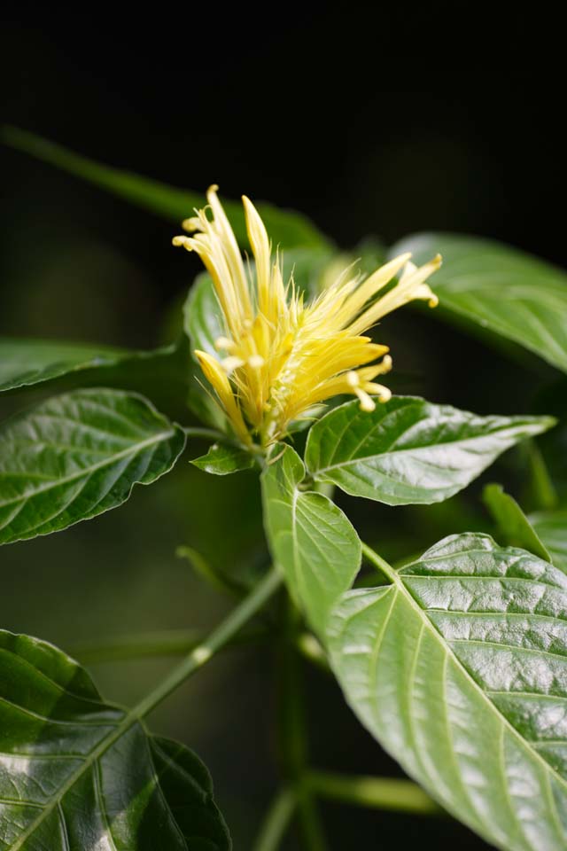 fotografia, material, livra, ajardine, imagine, proveja fotografia,Schaueria Calicotria, flor, A zona tropical, Tropical, Eu sou deslumbrante