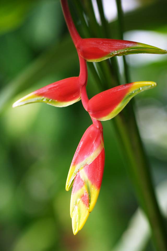 Foto, materieel, vrij, landschap, schilderstuk, bevoorraden foto,Heliconia, Rood, De tropische zone, Tropisch, Ik ben prachtig