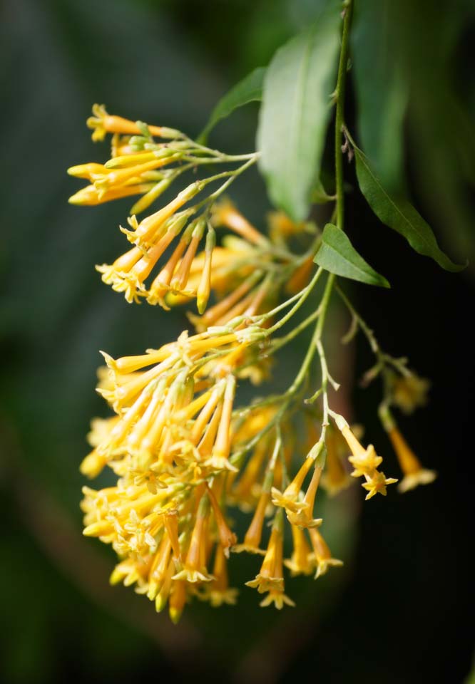 Foto, materiell, befreit, Landschaft, Bild, hat Foto auf Lager,Ein orangefarbener cestrum, Gewrznelke, Die tropische Zone, Tropisch, Ich bin prchtig