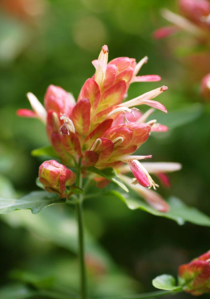 Foto, materieel, vrij, landschap, schilderstuk, bevoorraden foto,Megaskepasma erythrochlamys, Bloem, De tropische zone, Tropisch, Ik ben prachtig