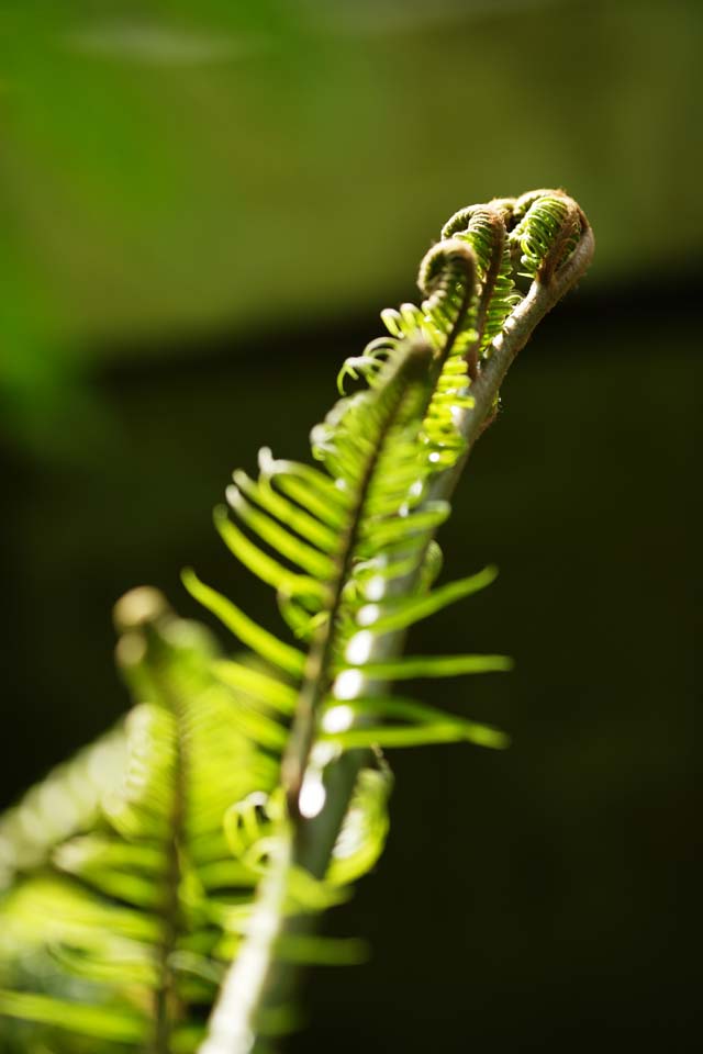 photo,material,free,landscape,picture,stock photo,Creative Commons,The young leave of the fern, , fern, , bud