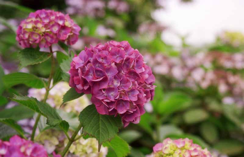 Foto, materieel, vrij, landschap, schilderstuk, bevoorraden foto,Purper hydrangeas, Purper, , , 