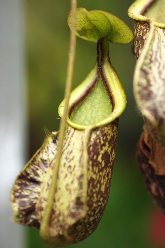 Foto, materiell, befreit, Landschaft, Bild, hat Foto auf Lager,Eine Krugpflanze, Ein Insektenfresser, , Hauspflanze, Die tropische Zone