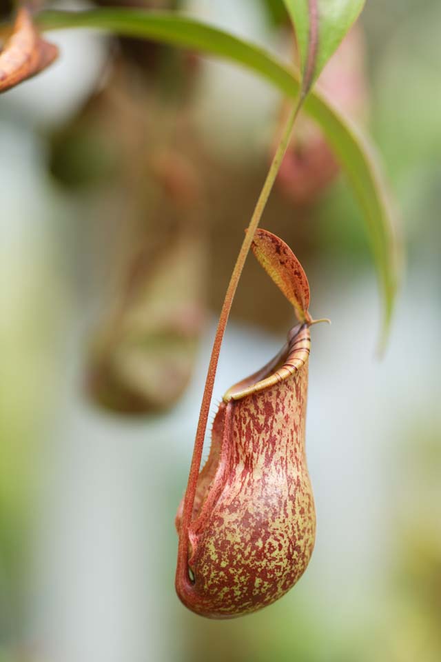 foto,tela,gratis,paisaje,fotografa,idea,Una lanzador planta, Un insectvoro, , Planta de interior, La zona tropical