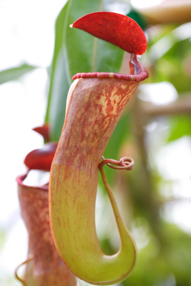 photo, la matire, libre, amnage, dcrivez, photo de la rserve,Une cruche plante, Un insectivore, , plante d'intrieur, La zone tropique