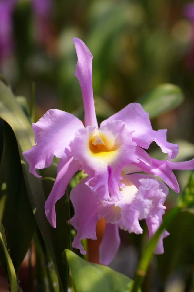 Foto, materieel, vrij, landschap, schilderstuk, bevoorraden foto,Een cattleya, Orchidee, , Een orchidee, Tuinier