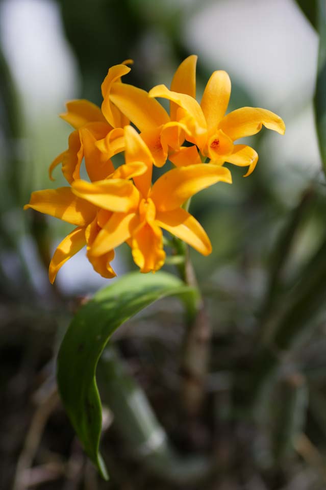 photo,material,free,landscape,picture,stock photo,Creative Commons,A yellow orchid, orchid, , An orchid, Gardening