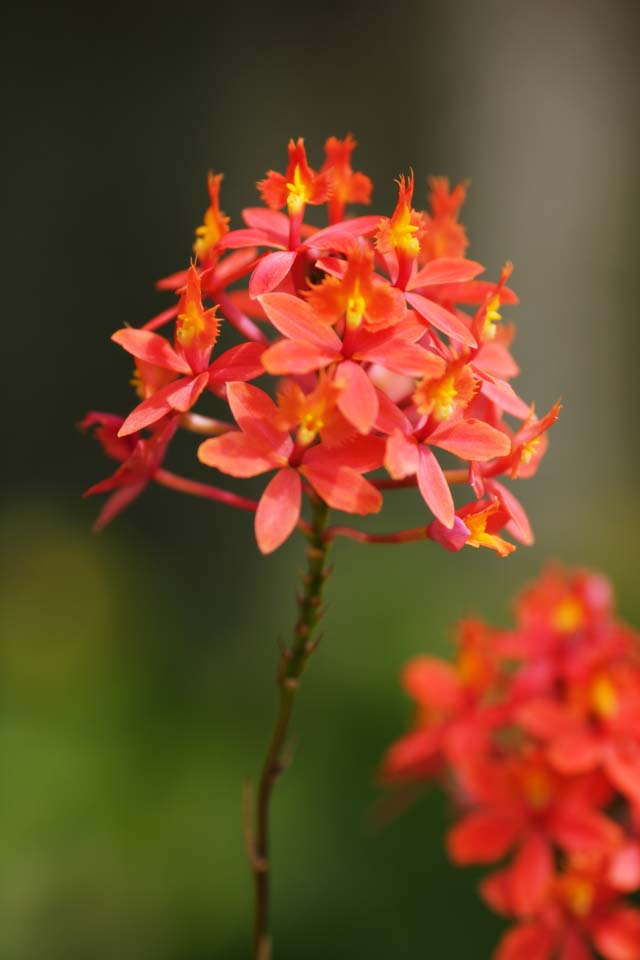 photo,material,free,landscape,picture,stock photo,Creative Commons,A red orchid, orchid, , An orchid, Gardening